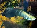 Arapaima at the Shedd Aquarium