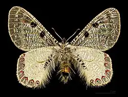 A. a. apollinus male, bottom - Turkey, MHNT