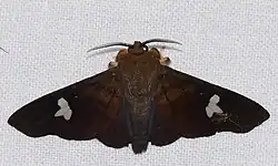 Arctiidae Moth