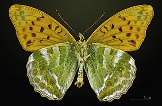Male underside
