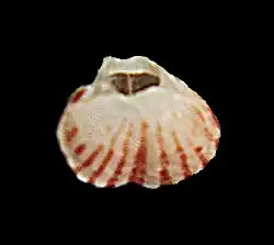 Argyrotheca cuneata, brachial valve, 2&nbsp;mm across, found at 33 m deep, near Rome, Italy