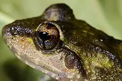 An olive-brown frog's head