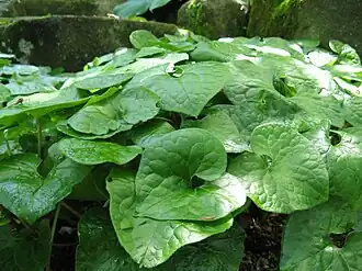 Asarum caulescens (フタバアオイ).
