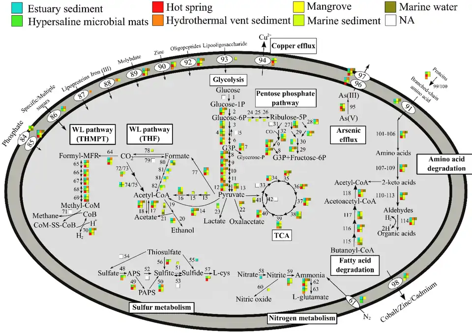 Metabolic pathways of Promethearchaeati archaea, varying by environment[25]