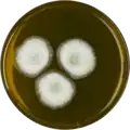 Aspergillus egyptiacus growing on MEAOX plate
