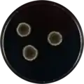 Aspergillus montevidensis growing on CYA plate