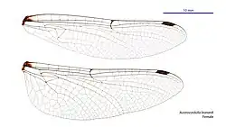 Female wings