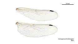 Male Austrogynacantha heterogena wings