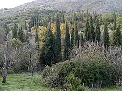 Fastigiate Mediterranean cypresses in Corfu, Greece.