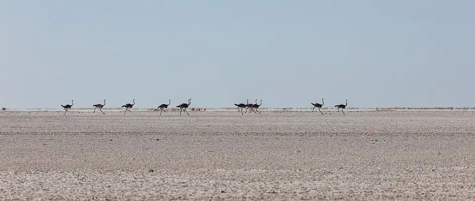 Ostriches (Struthio camelus) in the salt pan