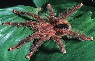Avicularia lynnae male