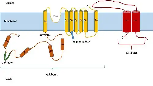 Simple diagram of a Large Conductance calcium-activated potassium channel (BK). A similar structure can be hypothesized for the other subtypes in this family of channels.