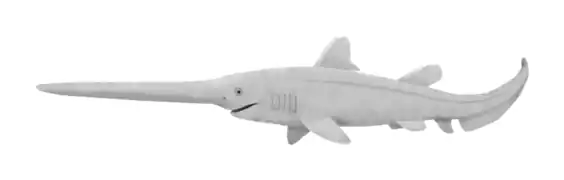 The elasmobranch Bandringa rayi