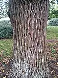 Bark of non-ornamental U. × viminalis, Mepal, Cambridgeshire