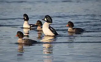 Bucephala islandica. -Barrow's Goldeneye. -Garrot d'Islande