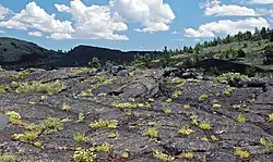 Dark lava flow with grasses growing out of its cracks and a forested hillside in the background