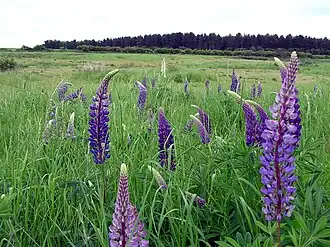 view of Gainsborough battlefield, taken at the summit of Foxby Hill where the Royalist Army was positioned. In the distance is Warren Wood, from where Cromwell's cavalry charged