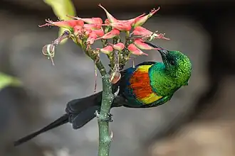 C. p. pulchellus Kenya