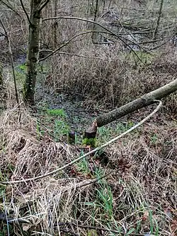 Beavers tend to avoid contact with humans, but evidence of their presence can be seen in the environment. This Errol Heights tree is one example, showing hallmark "beaver chew" marks.