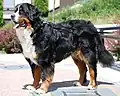Berner Sennenhund (Bernese Mountain Dog)