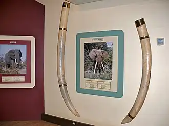 Preserved tusks of "Shingwedzi" (c.1934–1981) at the museum in Letaba camp