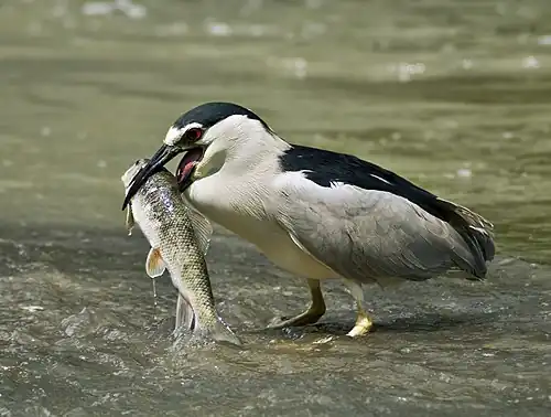 Image 12 Black-crowned night heron Photograph: Alain Carpentier A black-crowned night heron (Nycticorax nycticorax) feeding on a fish in the shallows of the Chêne River in Montreal, Quebec. These widespread ambush predators average 64 cm (25 in) in length. More selected pictures