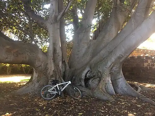 Tree with a bicycle providing scale