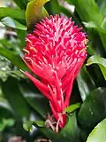 Billbergia pyramidalis (Sims) Lindl. (Hawaii)