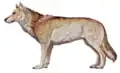 Mosbach wolf (Canis mosbachensis)
