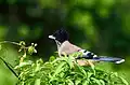 Black-headed jay near Gallu temple in Himachal