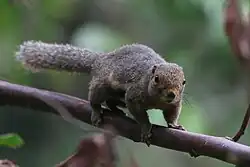 Gray squirrel