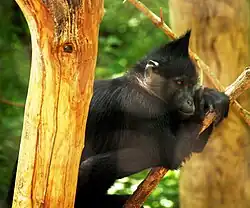 Black monkey