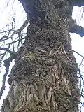 A rare Poplar tree, showing the bark and burrs.