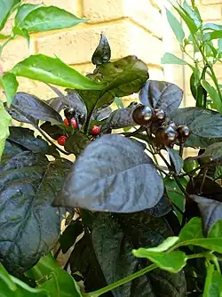 Black Pearl cultivar of C. annuum