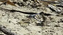 Mating pair, male is upright