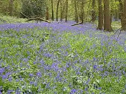 Bluebells in Lesnes Abbey Wood