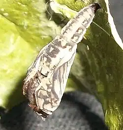 The shell at the head splits open