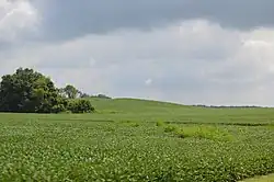 Soybean fields north of Rushville