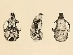 Drawing of spiny rat skulls
