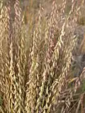 Bouteloua curtipendula (sideoats grama)