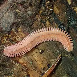 Adult Brachycybe Iecontii