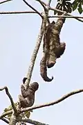 Brown-throated sloth in Governador Lindenberg