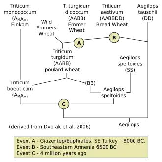 Evolution of Bread Wheat