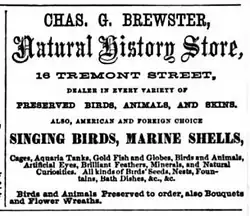 Advertisement for Chas. E. Brewster's Natural History Store, 1861