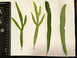 Lobed and entire leaves compared