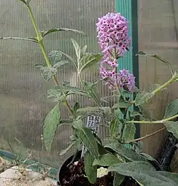 Buddleja caryopteridifolia