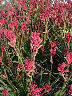 Anigozanthos Bush Pearl in the Royal Botanic Gardens, Cranbourne[12]