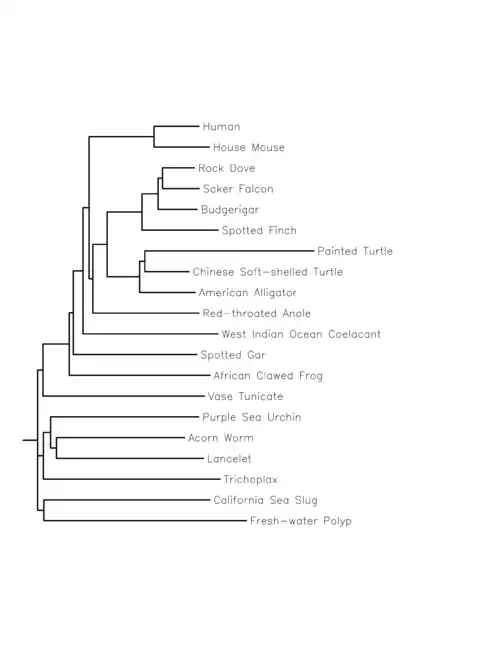 CCDC138 rooted phylogeny tree