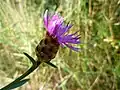 knapweed