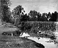 Javanese men in a sugarcane field